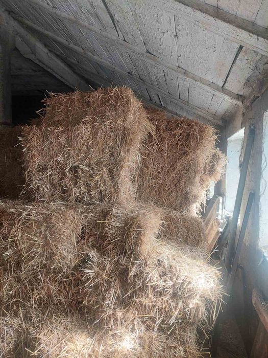 Продається тюки ячмінь та пшениця