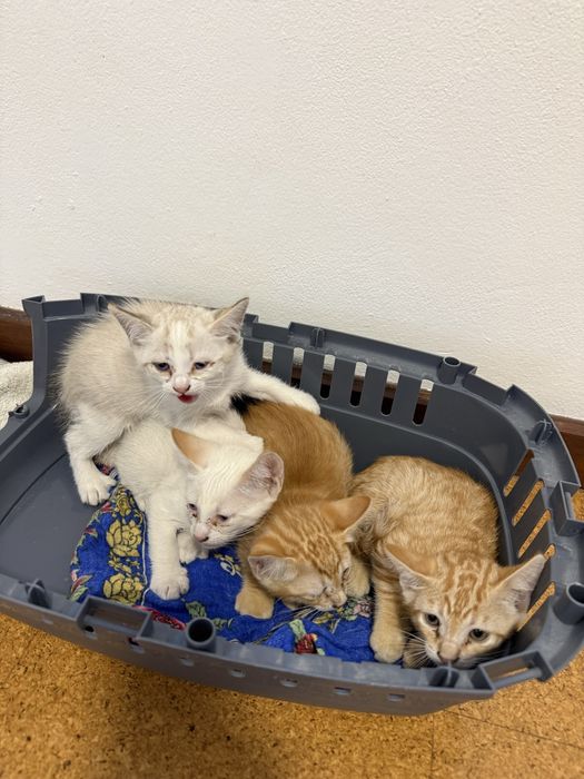4 gatinhos para adoção responsavel