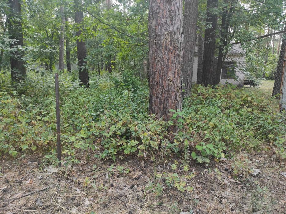 Конча Заспа. Продажа участка 13 соток под жилую застройку. ЖМ Лесной