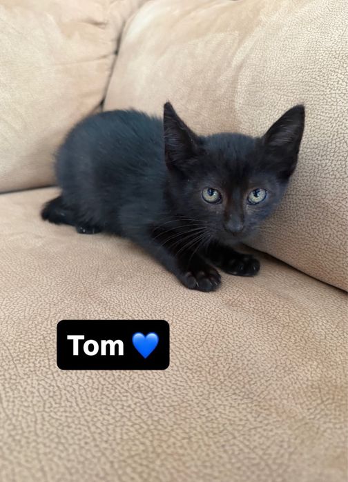 Gatinhos bebés para adocão responsável