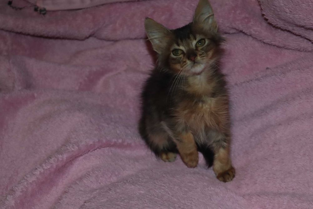 Абиссинец длиник - сомалиец котик