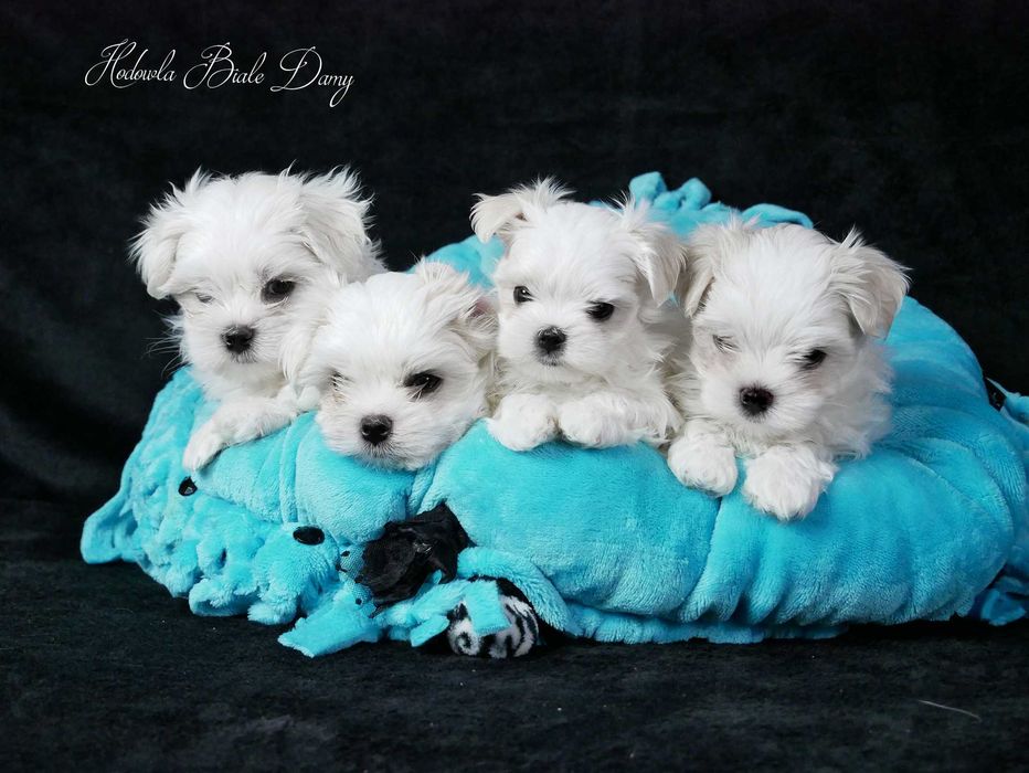 Maltańczyki Maltańczyk Suczka woj. Śląskie SISI