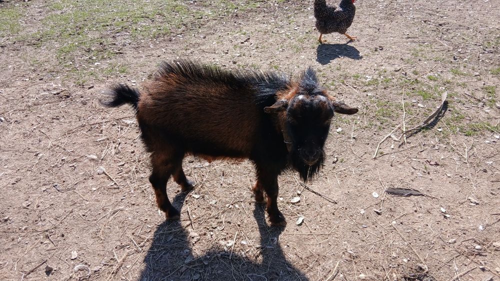 Cabras anão macho