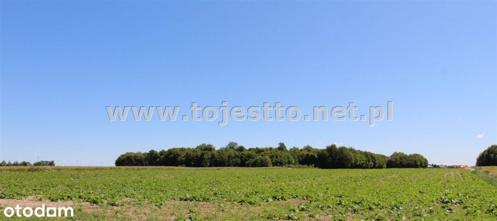 DZIAŁKA ROLNA 3.6507 ha, ALOJZÓW, obręb Terebiń