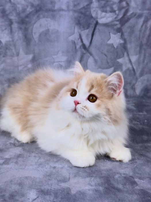 Шотландський страйт, гарний хлопчик.