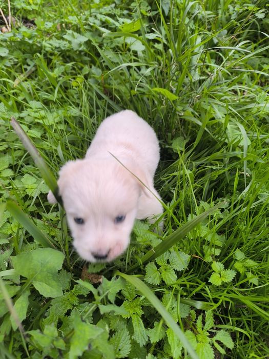 Cãezinhos canixes porte médio