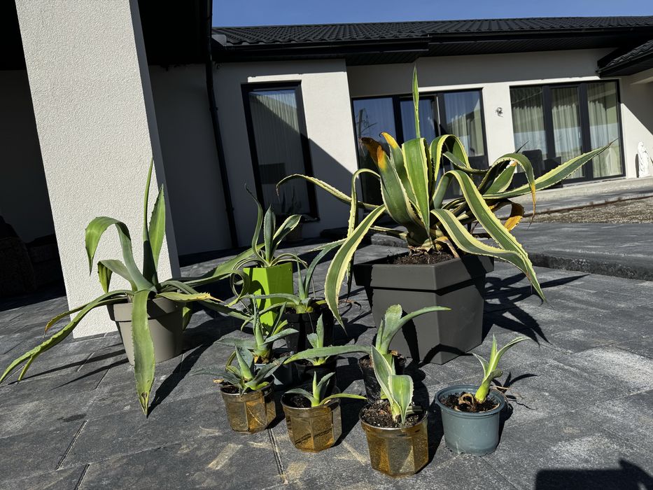 Вуличний вазон , агава блакитна