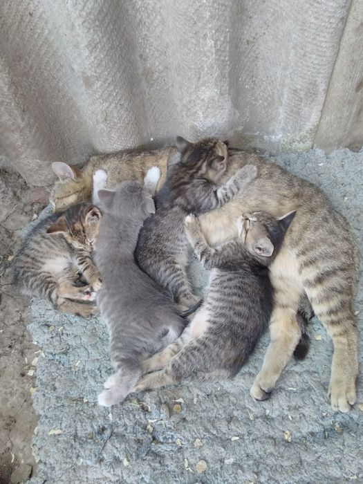 Віддам безкоштовно  кошенят в добрі руки