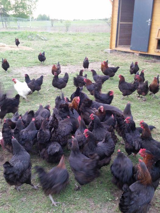 Jajka lęgowe maransy