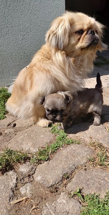 Pequines femea linda