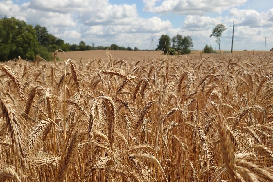 Sprzedam pszenżyto