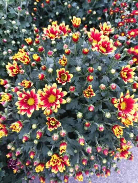 Продам хризантеми