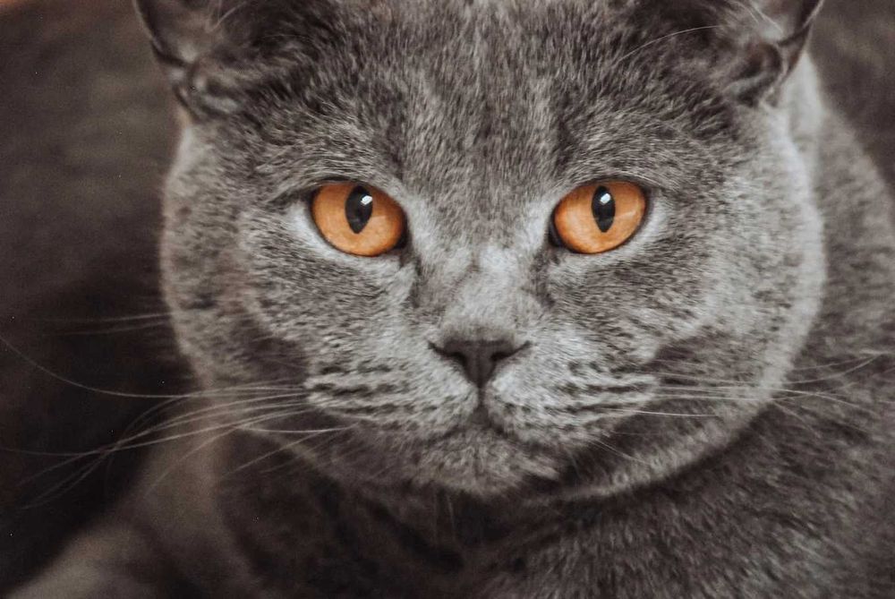 Catsitting personalizado do domicílio em Almada