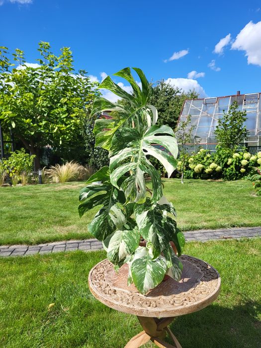 Monstera varigatte