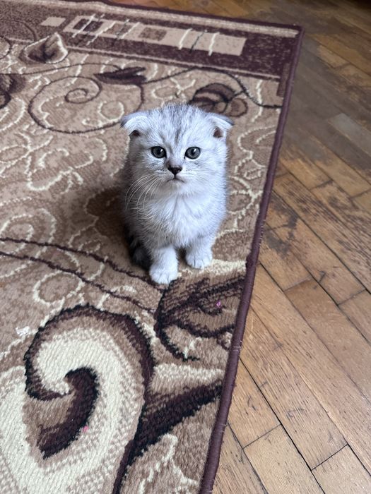 Шотландці димчасті та срібна шиншила