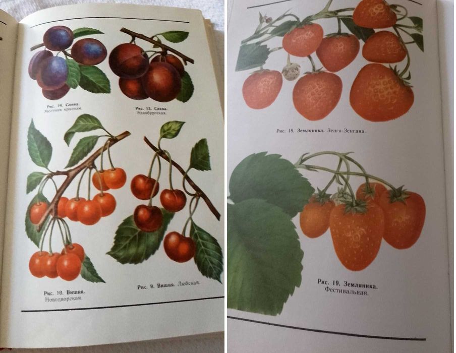 Азбука садовода. Справочник садовода. Советы овощеводам-любителям