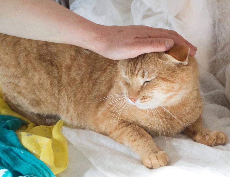 Шикарний рудий кіт в добрі руки!