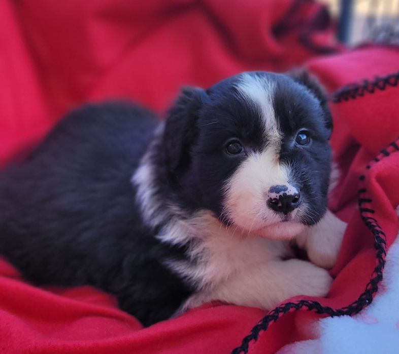 Border Collie piesek