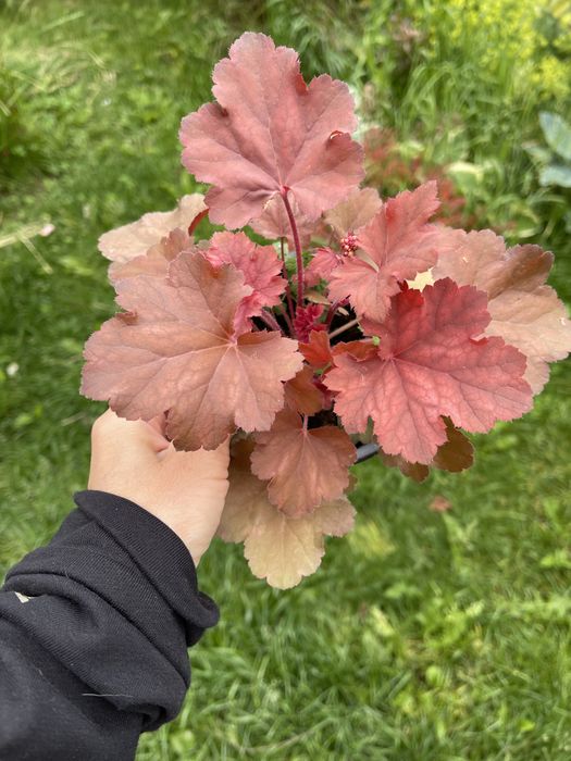 Продам гейхери