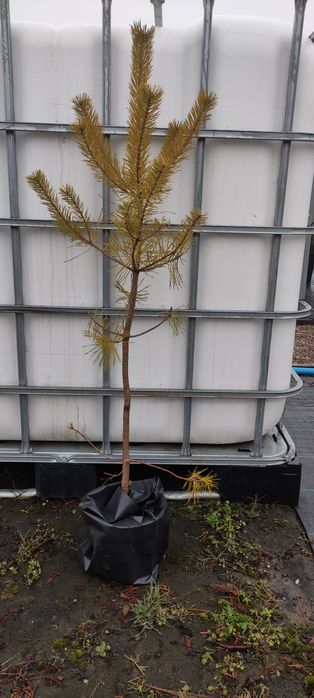 Сосна  чорна Pinus Nigra