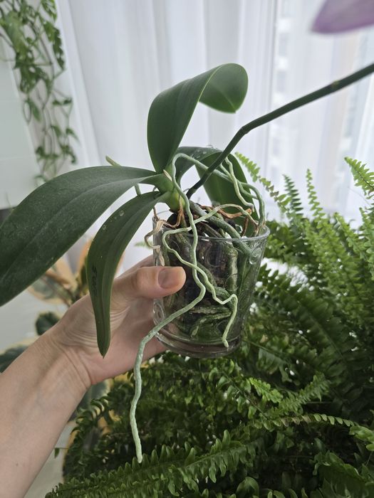 Орхідея метелик номер 5017 .