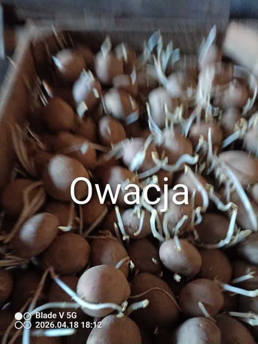 Ziemniaki wielkość sadzeniaka Irga