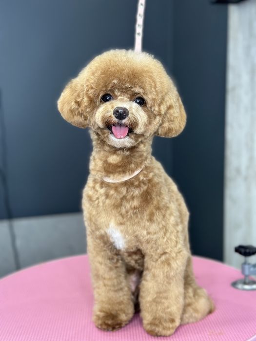 Стрижка собак та котів. Грумінг студія в Ірпені «Groom Bar»