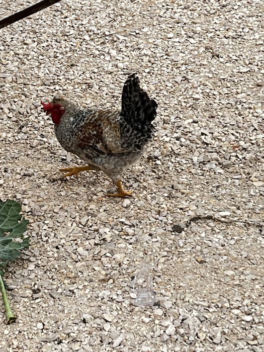 Galo Cream Legbar - 7 meses