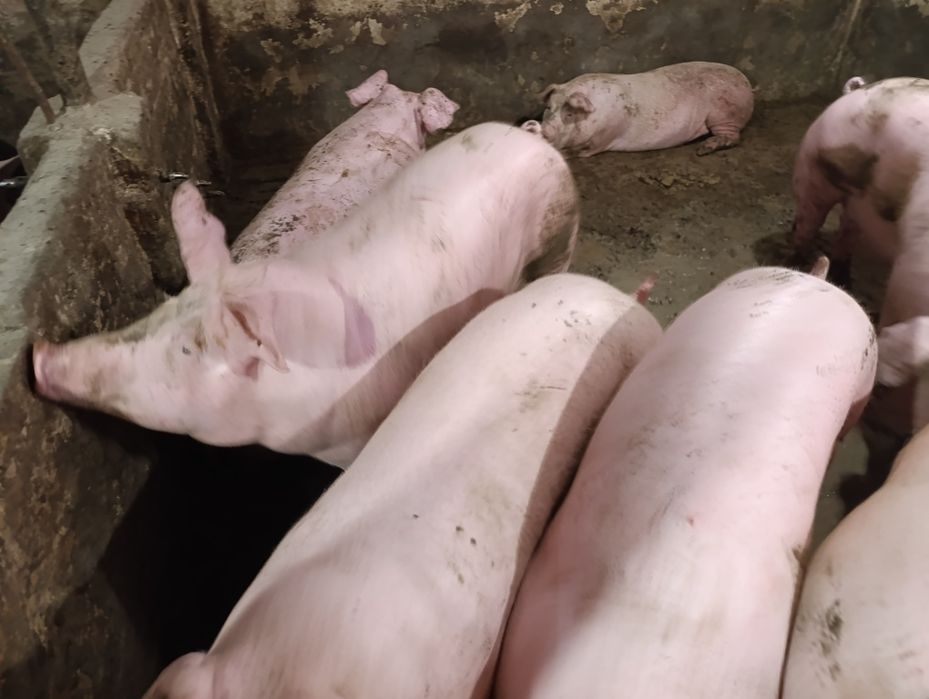 Продаються Свині жива вага 90  вага 170++