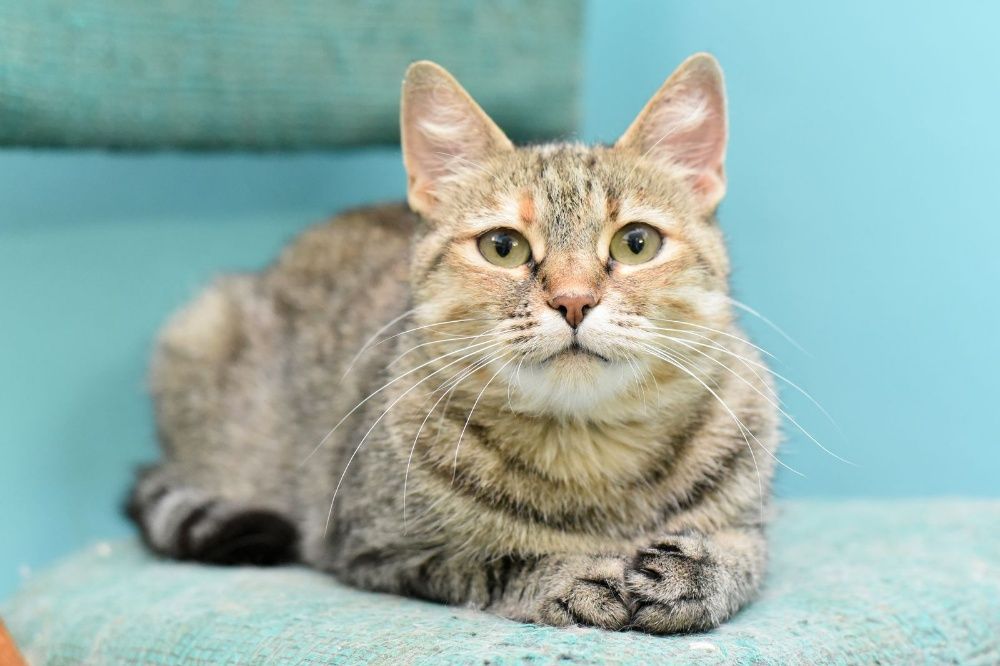 Кошечка для души-