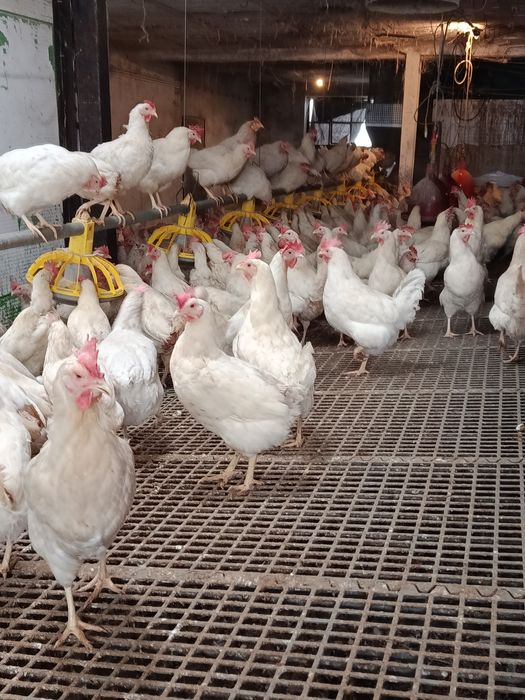 Kury nioski 20 miesięcy