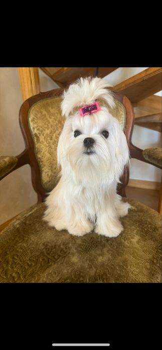 Maltańczyk malutka suczka fci