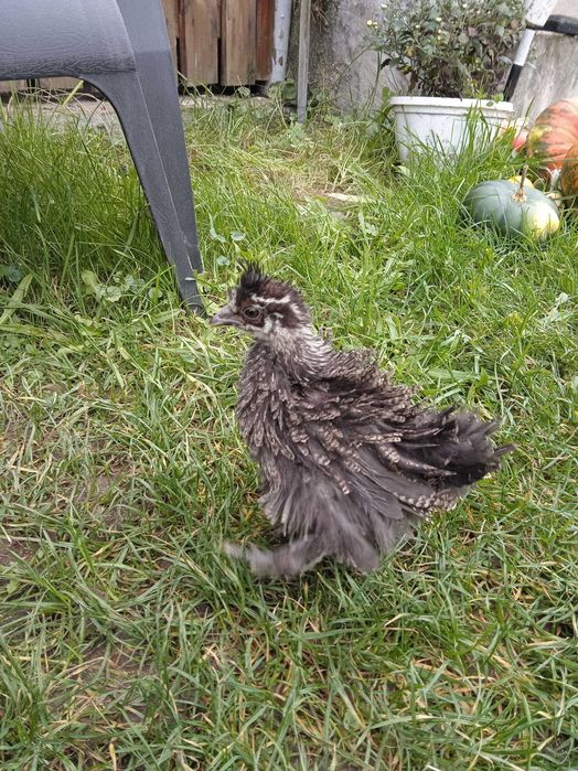 Китайські шовкові кури,  шовкові кури фрізлі, кури Satin