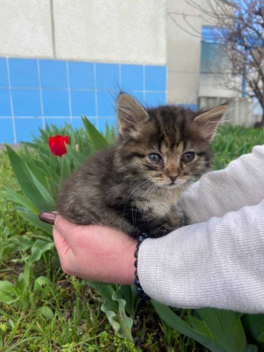 Кошеня, хлопчик, 1 місяць