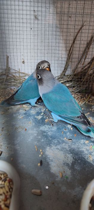 Aves caturras e agroponis