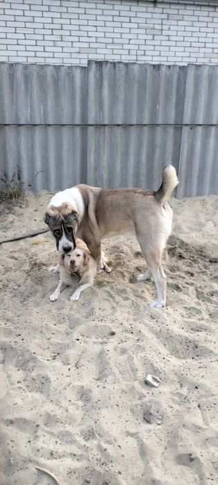 Кобель алабай САО, мальчик ищет девочку