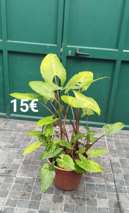 Plantas e suculentas