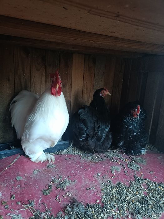 Casal de Pekin ou só o Galo