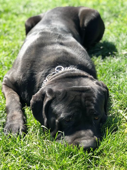 Кабель Кане Корсо для вязки