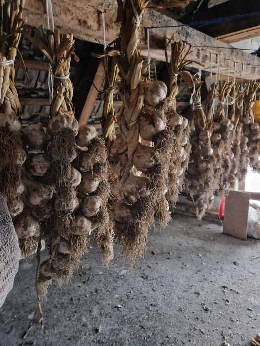 Czosnek z domowej uprawy