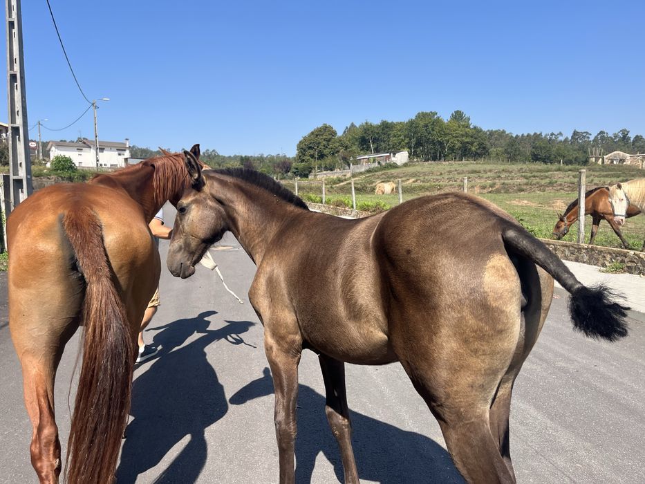 Poldra lusitana baia escura 5 meses