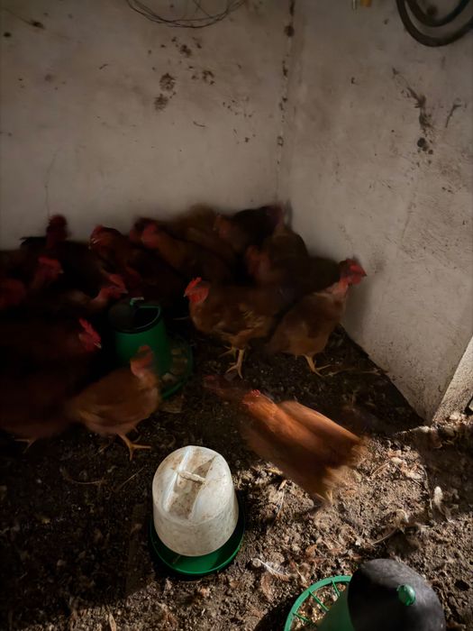 Galos vermelhos criados naturalmente