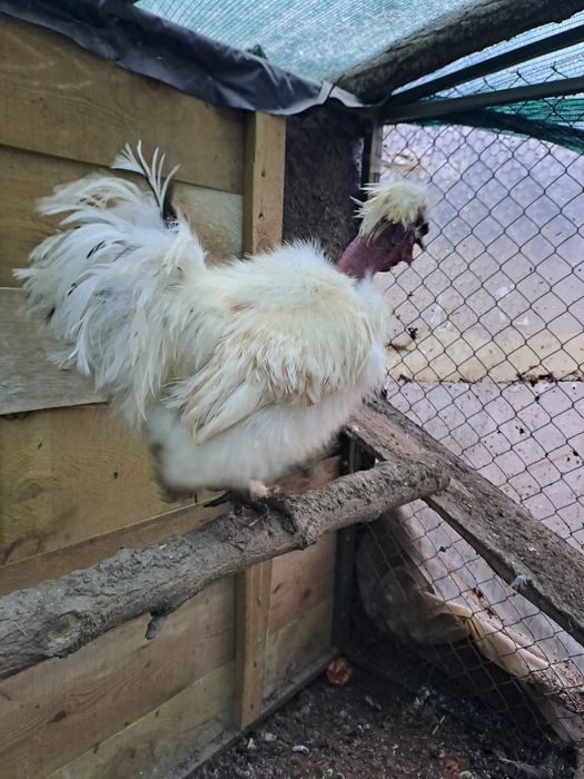 Китайский шолковый голошеек петух