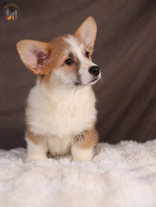 Welsh Corgi Pembroke ZKwP FCI  piesek po CH.PL