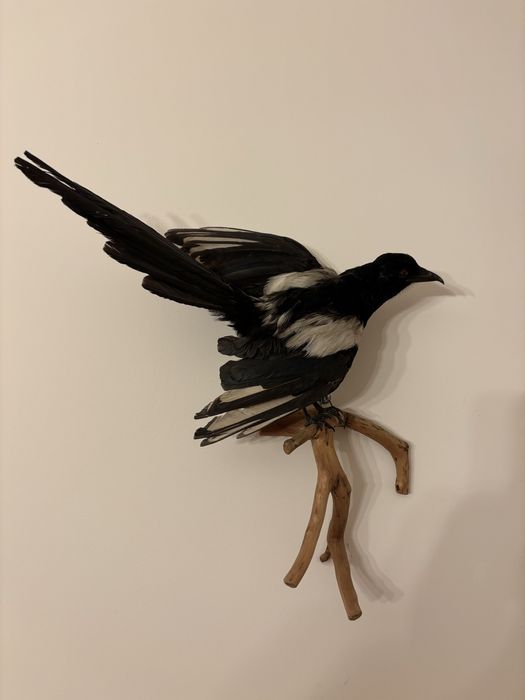 Preparat sroki – oryginalna dekoracja ścienna