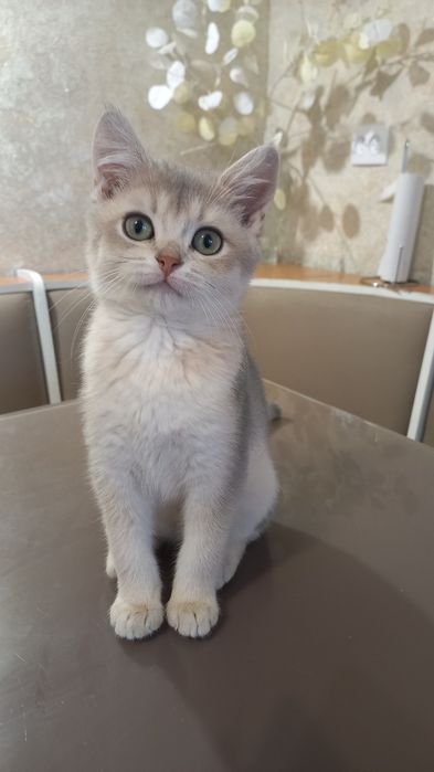 Шотландский котёнок
