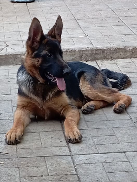 Яркие,черномордые суки с родословными