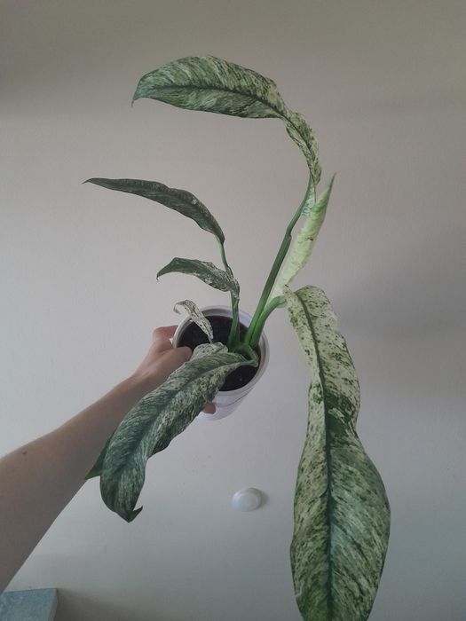 Roślina variegata doniczkowa epipremnum marble variegata rhaphidophora