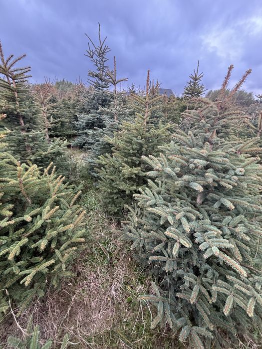 Choinki Swierk pospolity cena hurtowa