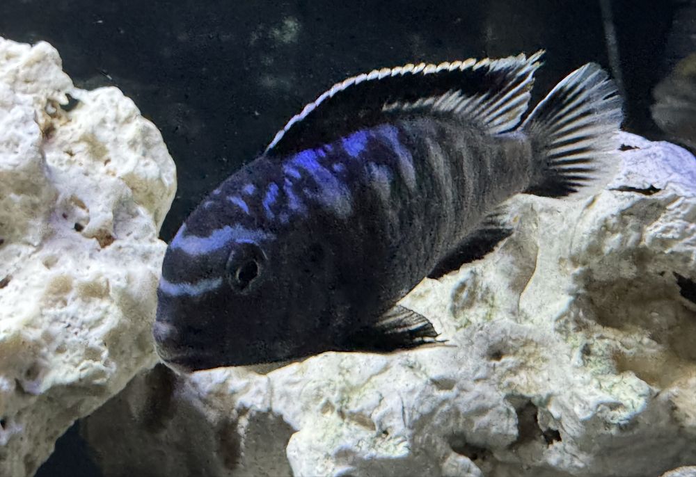 Metriaclima Estherae,Red Red,Socolofi,Saulosi Pyszczaki Malawi